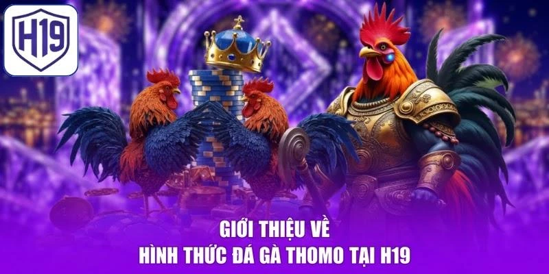 Giới thiệu về hình thức đá gà Thomo tại H19